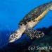 turtle_green_er_h_0705_png1069.jpg